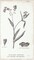 Conversations On Botany I Poster Print by Wild Apple Portfolio - Item # VARPDX37952